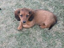 Miniature Dachsunds Longhair puppies