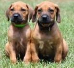 Rhodesian Rigebeck puppies.