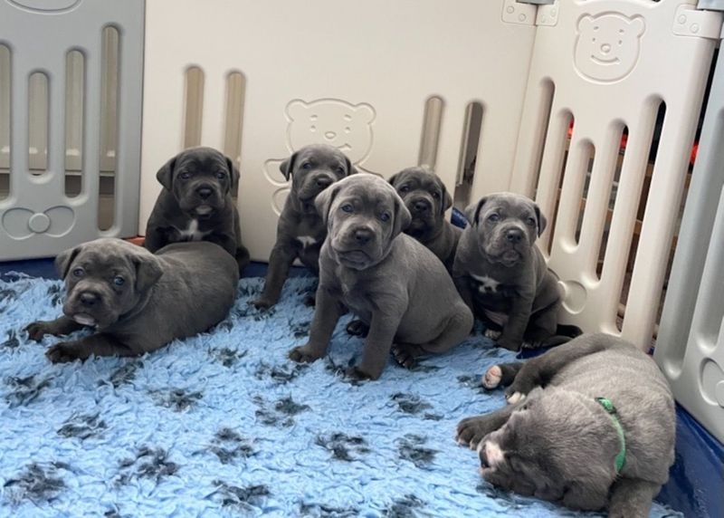 Cane Corso Puppies Image eClassifieds4u