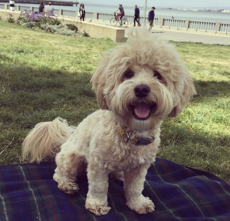 Get a Fabulous Havanese pupp ASAP (437)374-2664 Image eClassifieds4u