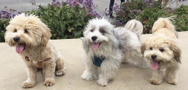 Get an Adorable Havanese puppy for your family ASAP (437)374-2664 Image eClassifieds4u