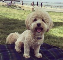 Get a beautiful Havanes puppy for your family (437)374-2664 Now Serious Inquiries only Image eClassifieds4U