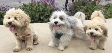 Get an Adorable Havanese puppy for your family ASAP (437)374-2664 Image eClassifieds4U