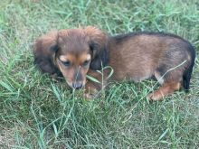 Miniature Dachsunds Longhair puppies Image eClassifieds4u 2