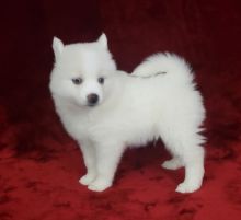 pomsky puppies ready Image eClassifieds4u 2