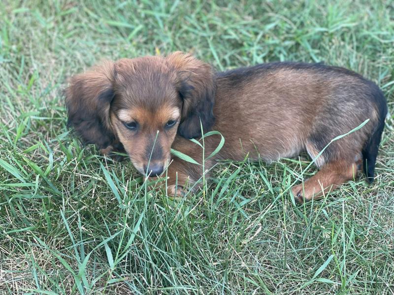 Miniature Dachsunds Longhair puppies Image eClassifieds4u