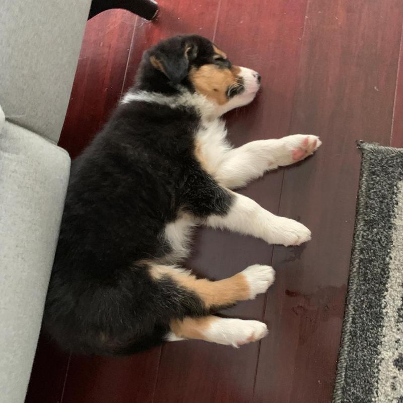 HOME TRAINED BORDER COLLIE PUPPIES FOR ADOPTION ( livingstonhark@gmail.com ) Image eClassifieds4u