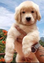 Golden Retrievers Puppies For Adoption (tashiawhite101@gmail.com)