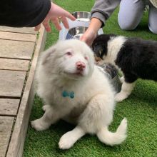 HOME TRAINED BORDER COLLIE PUPPIES FOR ADOPTION ( livingstonhark@gmail.com )