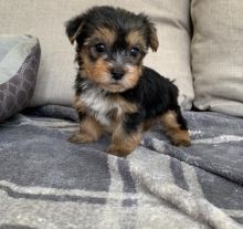 🐶🐶 C.K.C MALE 🐶 FEMALE 🐶 YORKSHIRE TERRIER PUPPIES $850 ✅💯✈️