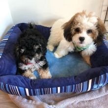 SHIH TZU PUPPIES FOR ADOPTION (yannickbree@gmail.com)