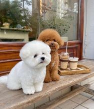 Bichon frise puppies for adoption email (catherinetrang68@gmail.com)