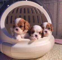 cavalier king charles spaniel Puppies Seeking New Homes Urgently Email me via ...(tylerjame00gmail.
