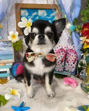 Chihuahua Puppies for adoption (clintonrinyuh@gmail.com)