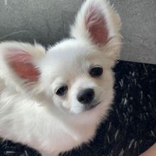 Chihuahua Puppies for adoption (clintonrinyuh@gmail.com)