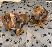CUTE dachshunds puppies (brownlesly808@gmail.com)