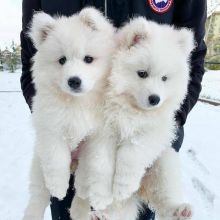 Cute Lovely male and female samoyed Puppies for adoption (scotj297@gmail.com)