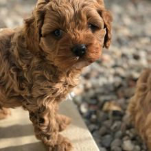 Gorgeous Cavapoo puppies available. for adoption (jeffmarcus963@gmail.com)