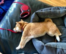 Home trained Shiba Inu Puppies available(smithaiden723@gmail.com)