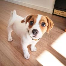 JACK RUSSEL PUPPIES AVAILABLE (trangandrea85@gmail.com)