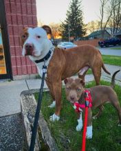 Male and Female Pitbull Puppies for adoption (mellissadaniel787@gmail.com)