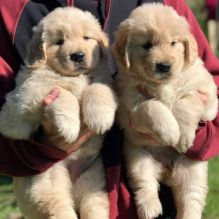 MALE 🐶 FEMALE 🐶 GOLDEN RETRIEVERS PUPPIES FOR ADOPTION (tashiawhite101@gmail.com) For more inf