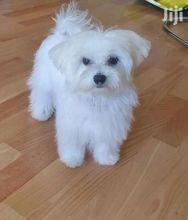 Maltese Puppies Available Male & Female. contact( clintonrinyuh@gmail.com)