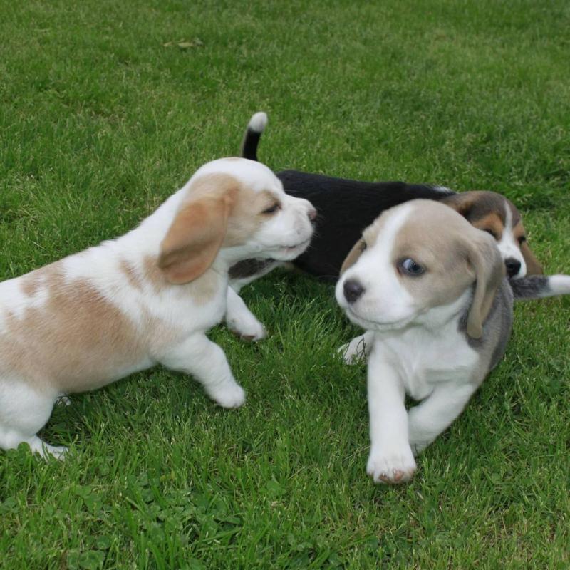 ADORABLE beagle PUPS FOR ADOPTION (renemailey3@gmail.com) Image eClassifieds4u