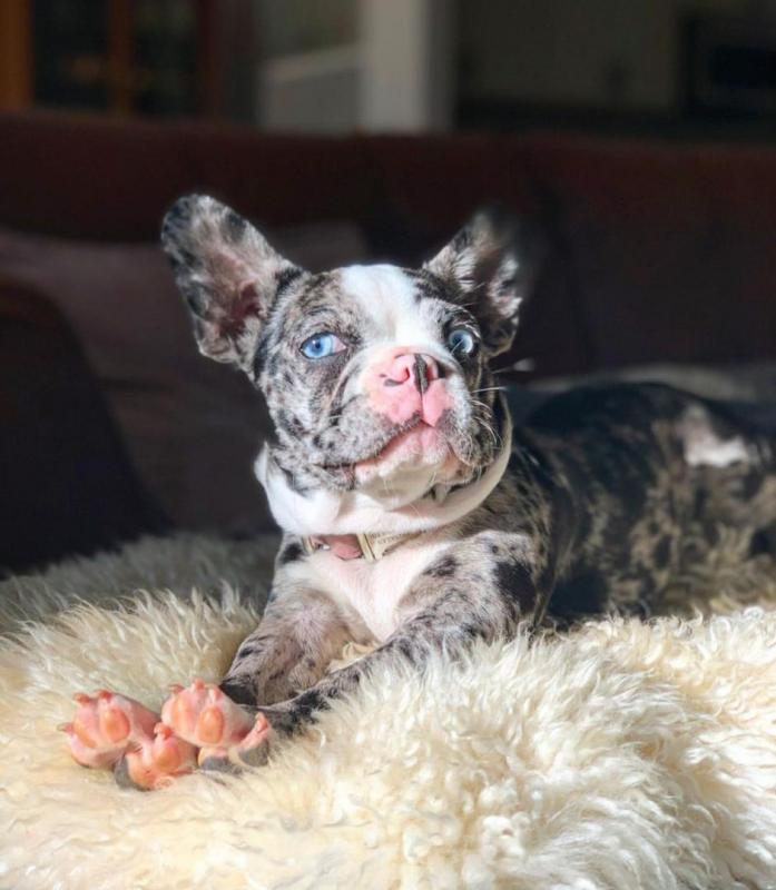 Excellent French Bulldog Puppies Available For AdoptionEmail us @(bensilas75@gmail.com) Image eClassifieds4u