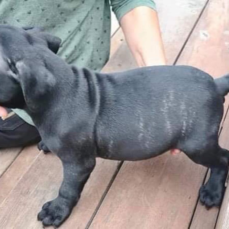 EXCELLENT Staffordshire (henrrjonas@gmail.com) Image eClassifieds4u