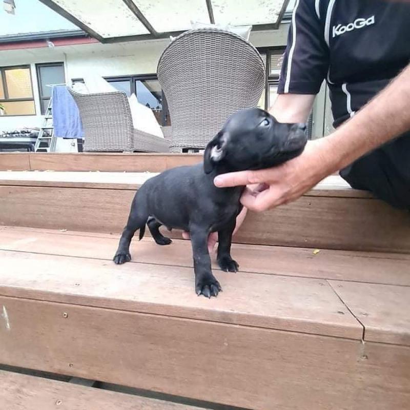 EXCELLENT Staffordshire (henrrjonas@gmail.com) Image eClassifieds4u