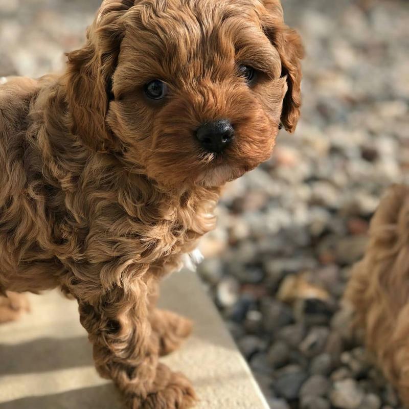 Lovely cavapoo Puppies available For Adoption Email us @(jeffmarcus963@gmail.com) Image eClassifieds4u