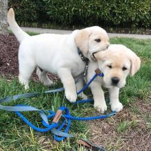 Lovely Labrador Puppies For Adoption pricilialucaspricilia@gmail.com) . Image eClassifieds4U