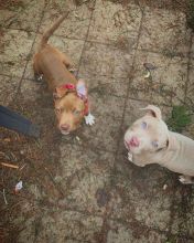 Pit Bull For Free Adoption (mellissadaniel787@gmail.com) Image eClassifieds4U