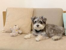 schnauzer READY FOR NEW HOME ( vidskelley@gmail.com ) Image eClassifieds4u 2