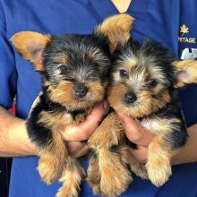 YORKSHIRE TERRIER PUPPIES AVAILABLE FOR ADOPTION (donawayne101@gmail.com) Image eClassifieds4U