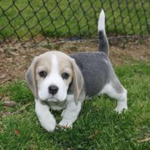 ADORABLE beagle PUPS FOR ADOPTION (renemailey3@gmail.com) Image eClassifieds4u 2