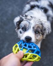 Australian Shepherd Puppies for Adoption( mariathomas3443@gmail.com) Image eClassifieds4u 3