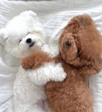 Bichon frise puppies for adoption (catherinetrang68@gmail.com) Image eClassifieds4u 2