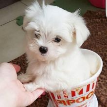 EXCELLENT MALTESE PUPPIES (glinsmight@gmail.com) Image eClassifieds4u 2