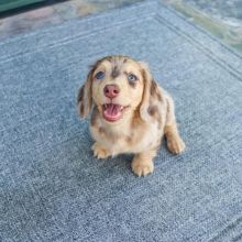 sweet dachshund puppies for adoption (clintongreen269@gmail.com) Image eClassifieds4u 1