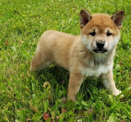 🐶🐶 C.K.C MALE 🐶 FEMALE 🐶 SHIBA INU PUPPIES $650 🐶🐶 Image eClassifieds4u