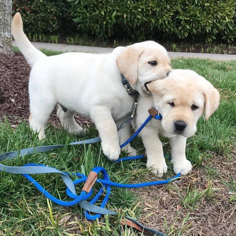 Lovely Labrador Puppies For Adoption pricilialucaspricilia@gmail.com) . Image eClassifieds4u