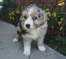 AUSTRALIAN SHEPHERD PUPPIES FOR ADOPTION ( mariathomas3443@gmail.com)