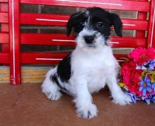 🐶🐶 C.K.C MALE 🐶 FEMALE 🐶 MINIATURE SCHNAUZER PUPPIES $650 🐶🐶