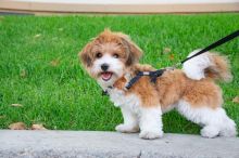 absolutely beautiful Havanese puppies. (jaysonstes@gmail.com)