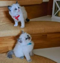 Adorable Ragdoll kitten for Adoption contact (clintonrinyuh@gmail.com)