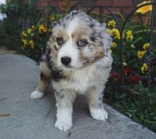 Australian Shepherd Puppies for Adoption( mariathomas3443@gmail.com)