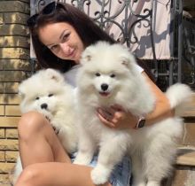 cute Samoyed Male and Female Puppies For Adoption (scotj297@gmail.com)