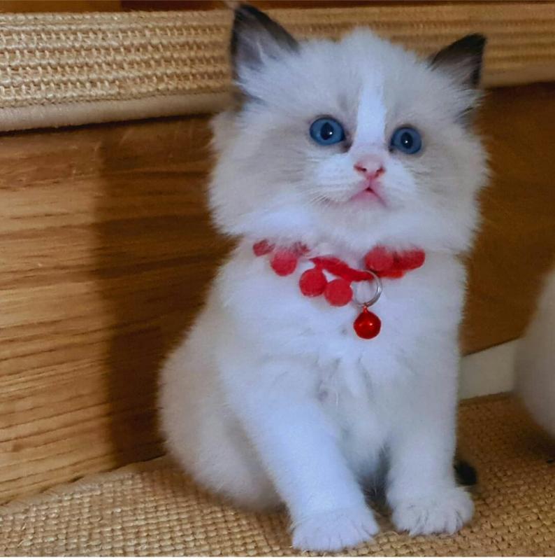 Adorable Ragdoll kitten for Adoption contact (clintonrinyuh@gmail.com) Image eClassifieds4u